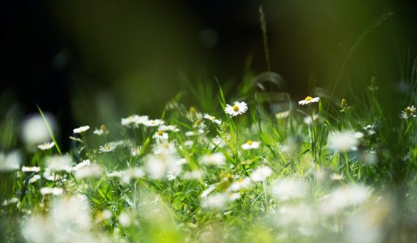 Summer field with white daisy flower at summer